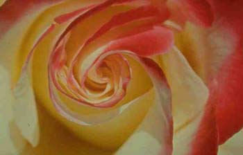 ENTRE EL CLAVEL  Y LA ESPADA